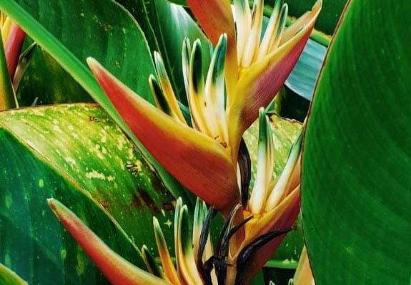 Garden in bloom at Sundari