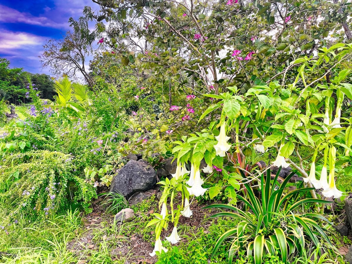 Trumpet flowers in the Sundari garden