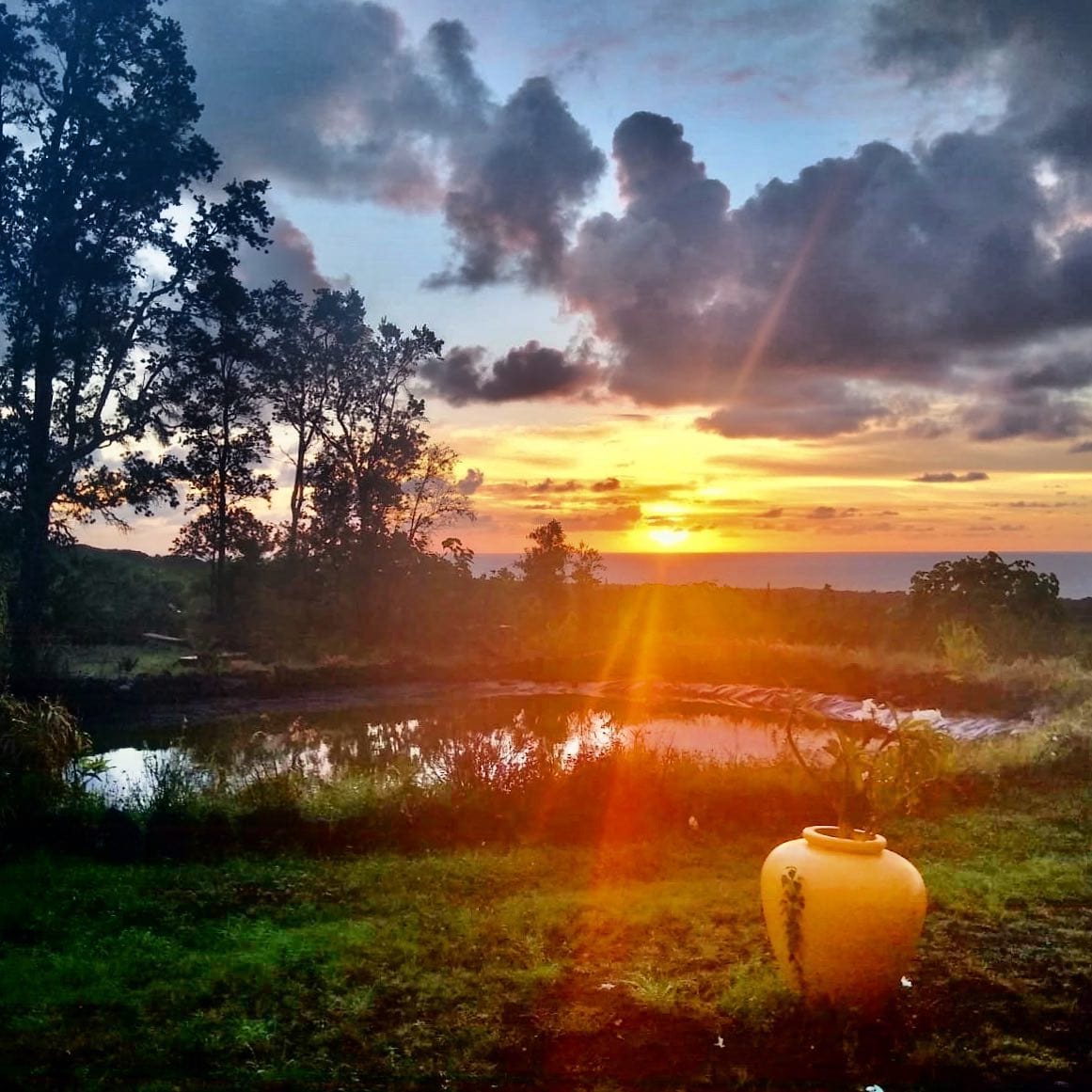 Pond at sunset at Sundari Gardens